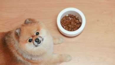 10 Best Dog Food Products: A Comprehensive Guide to Canine Nutrition