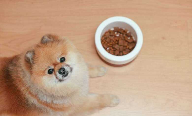 10 Best Dog Food Products: A Comprehensive Guide to Canine Nutrition