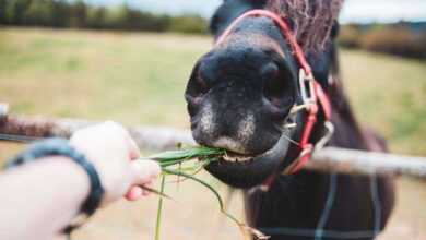 Top 10 Horse Feed Products for Optimal Equine Nutrition