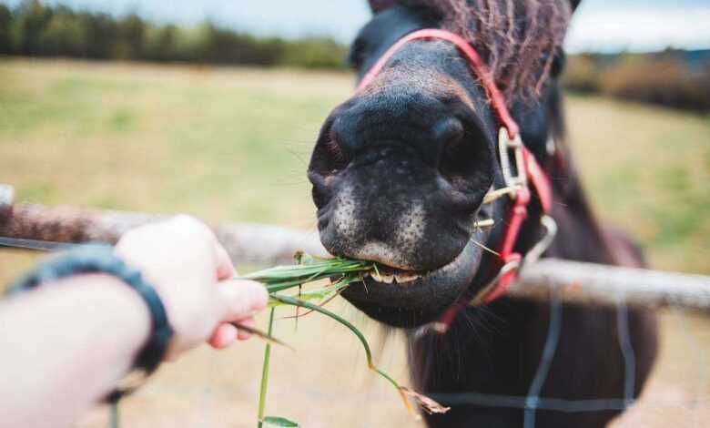 Top 10 Horse Feed Products for Optimal Equine Nutrition