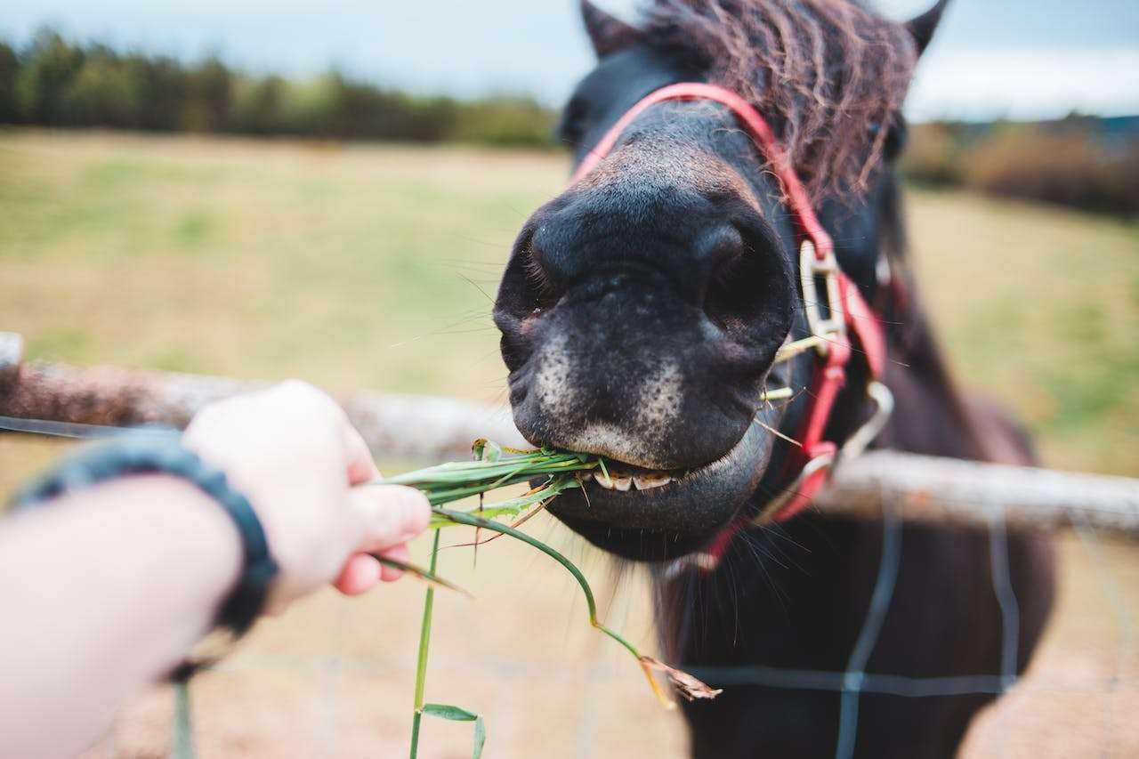 Top 10 Horse Feed Products for Optimal Equine Nutrition