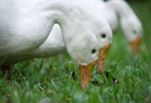 Duck Feed and Nutrition: A Duck Health and Productivity