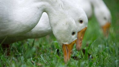 Duck Feed and Nutrition: A Duck Health and Productivity