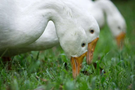 Duck Feed and Nutrition: A Duck Health and Productivity Duck Feed and Nutrition: A Duck Health and Productivity