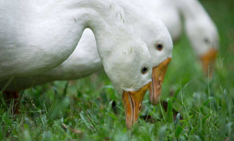 Duck Feed and Nutrition: A Duck Health and Productivity