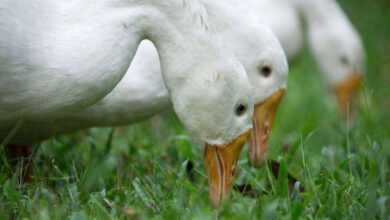 Duck Feed and Nutrition: A Duck Health and Productivity