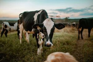Are Cows Good Pets for a Small Farm? Best Miniature Breeds, Costs and Care