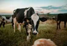 Embrace the Bovine Bond: Exploring the Benefits of Owning a Pet Cow