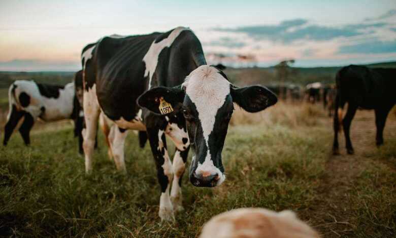 Embrace the Bovine Bond: Exploring the Benefits of Owning a Pet Cow