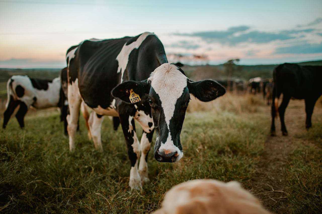 Embrace the Bovine Bond: Exploring the Benefits of Owning a Pet Cow