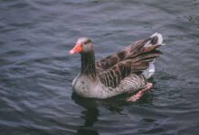 Duck Breeds for Sustainable Meat Production: Quacking for Quality