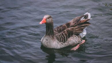 Duck Breeds for Sustainable Meat Production: Quacking for Quality