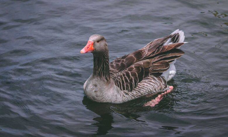 Duck Breeds for Sustainable Meat Production: Quacking for Quality