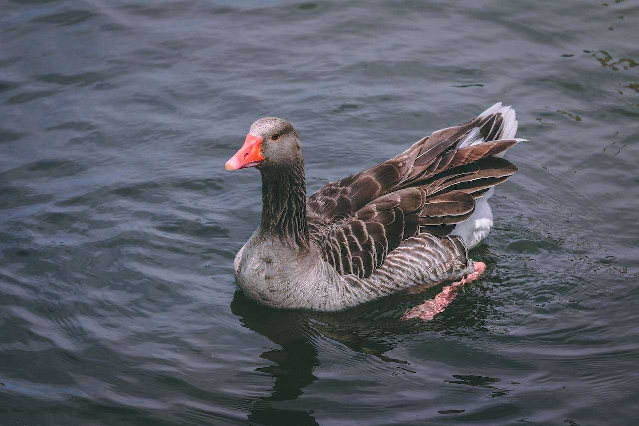 Duck Breeds for Sustainable Meat Production: Quacking for Quality