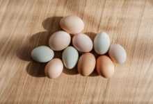 Egg-cellent Breeds: Choosing Chickens for Maximum Egg Production
