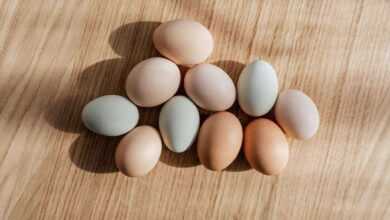 Egg-cellent Breeds: Choosing Chickens for Maximum Egg Production