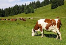 Bovine Elegance: Unveiling the Pinnacle of Pet Cow Fashion