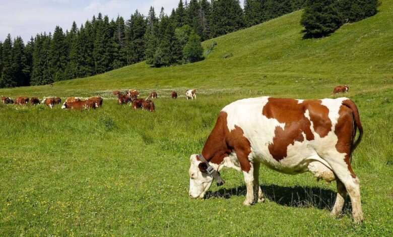 Bovine Elegance: Unveiling the Pinnacle of Pet Cow Fashion