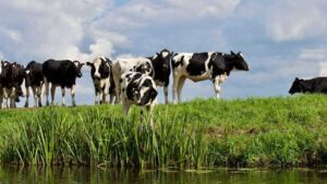 Holistic Pet Cow Care for Beginners: Natural Health, Feeding and Welfare Guide (2026)