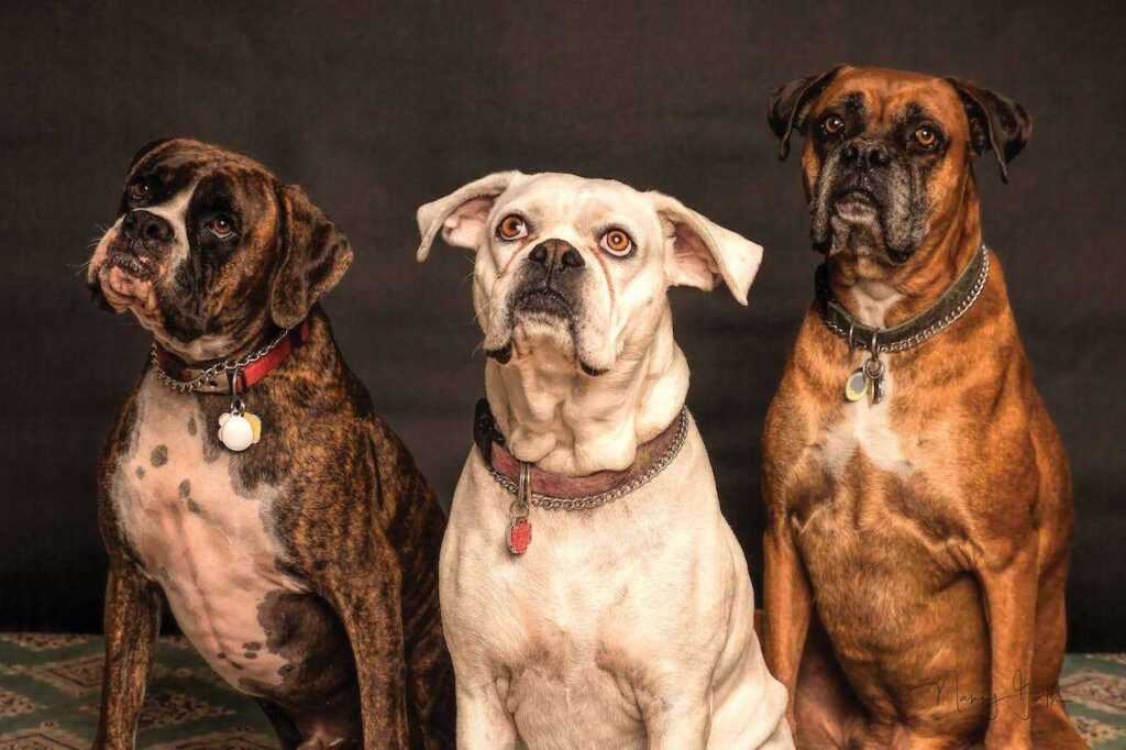 Best Low Maintenance Family Dogs 2026: The Complete Breed Selection Guide