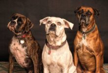 Pawsitively Perfect Companions: Unveiling the Top 10 Dog Breeds for Families