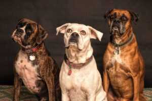 Best Low Maintenance Family Dogs 2026: The Complete Breed Selection Guide