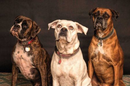 Best Low Maintenance Family Dogs 2026: The Complete Breed Selection Guide