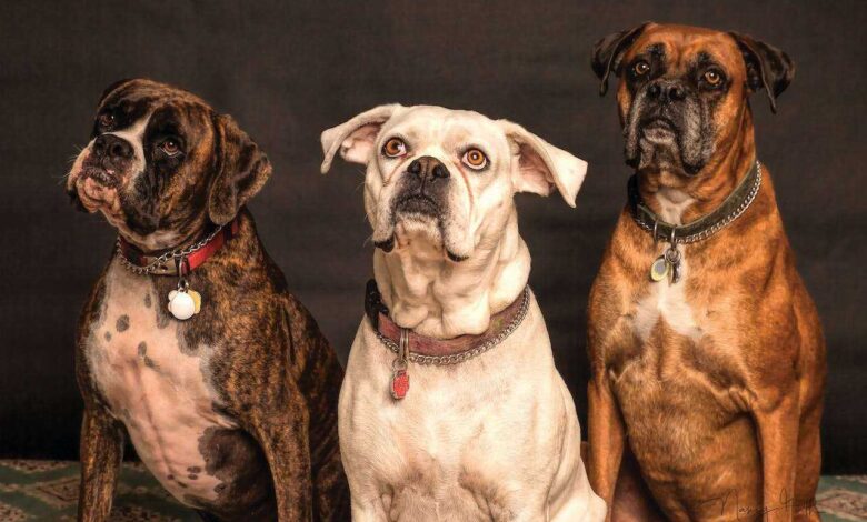 Pawsitively Perfect Companions: Unveiling the Top 10 Dog Breeds for Families