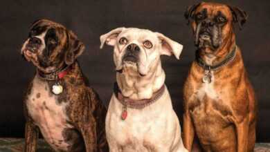 Pawsitively Perfect Companions: Unveiling the Top 10 Dog Breeds for Families