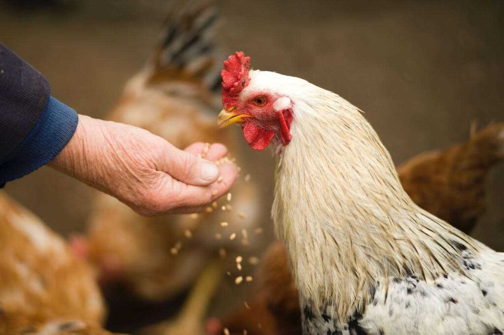 How to Feed Chickens for Maximum Egg Production: Complete 2026 Guide