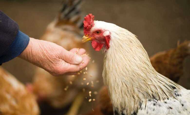 Poultry Nutrition Powerhouse: Optimal Chicken Health and Egg Production