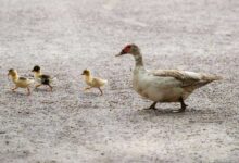 Quacktastic Quackers: How to Keep Ducks Healthy and Happy