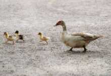 Quacktastic Quackers: How to Keep Ducks Healthy and Happy