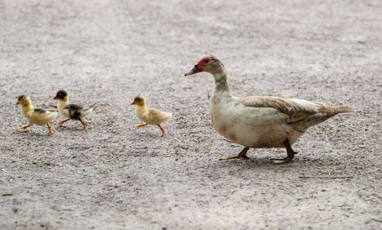 Quacktastic Quackers: How to Keep Ducks Healthy and Happy