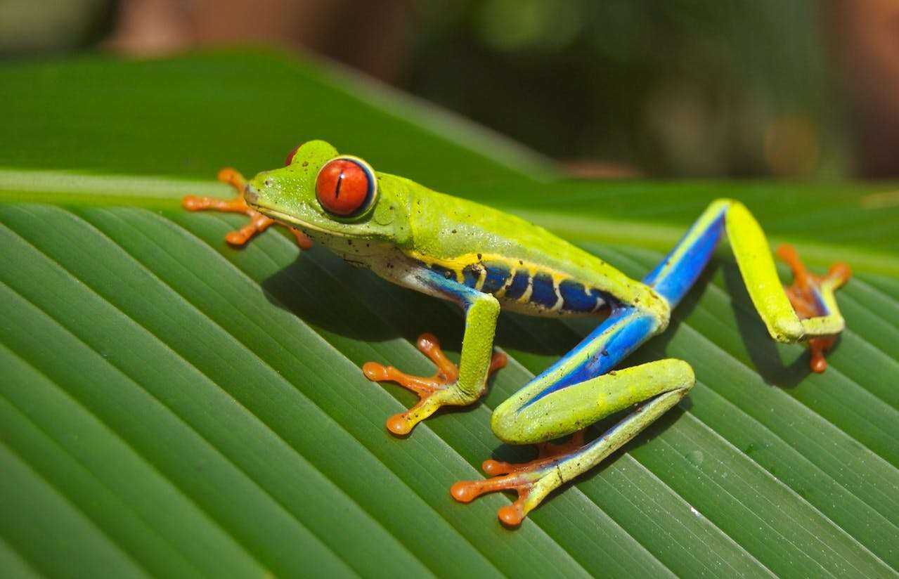 common frog illnesses and treatment setup and tools