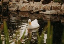 Creating a Duck Pond: How to Build a Tranquil Oasis