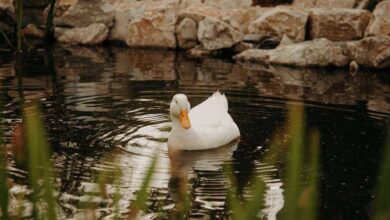 Creating a Duck Pond: How to Build a Tranquil Oasis