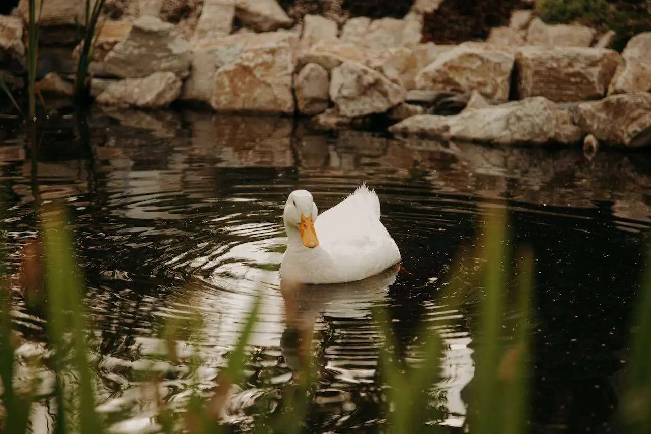 collecting and storing duck eggs setup and tools