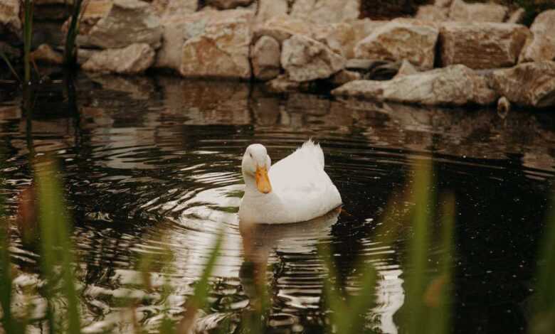 Creating a Duck Pond: How to Build a Tranquil Oasis
