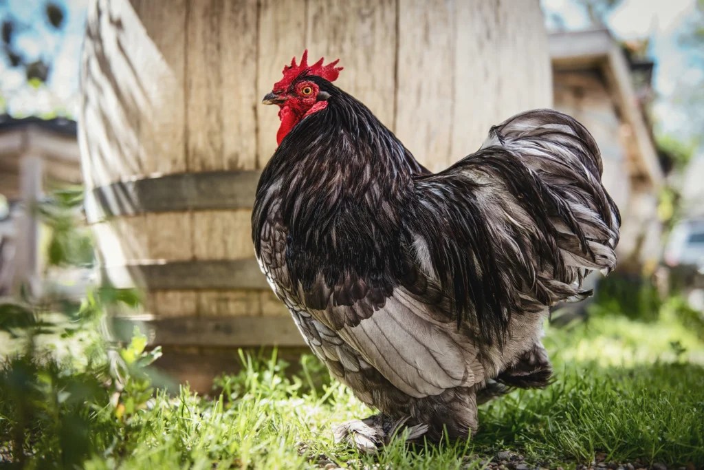 Feathered Friends: 10 Easiest Chicken Breeds to Raise for Beginners