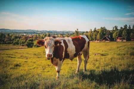 How to Train a Pet Cow to Lead: A Step-by-Step Companion Guide