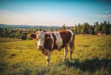 Pet Cow Training: Building a Bond Through Positive Reinforcement