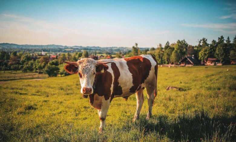 Pet Cow Training: Building a Bond Through Positive Reinforcement