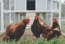 Creating the Perfect Home: How to Build a Chicken Coop