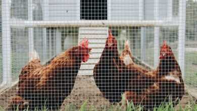 Creating the Perfect Home: How to Build a Chicken Coop