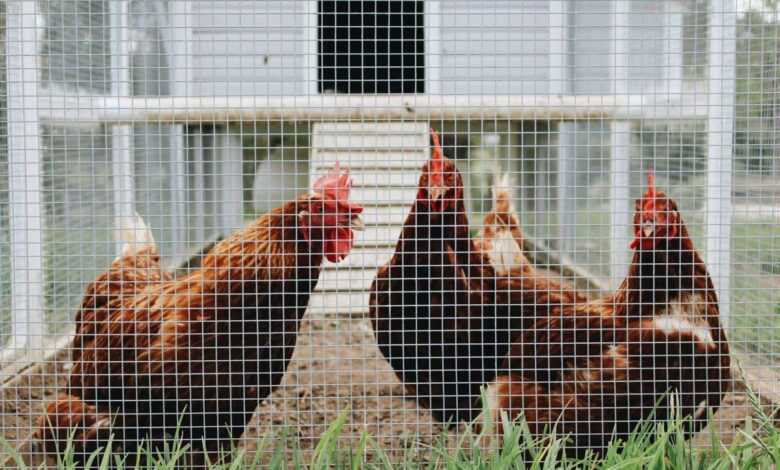 Creating the Perfect Home: How to Build a Chicken Coop