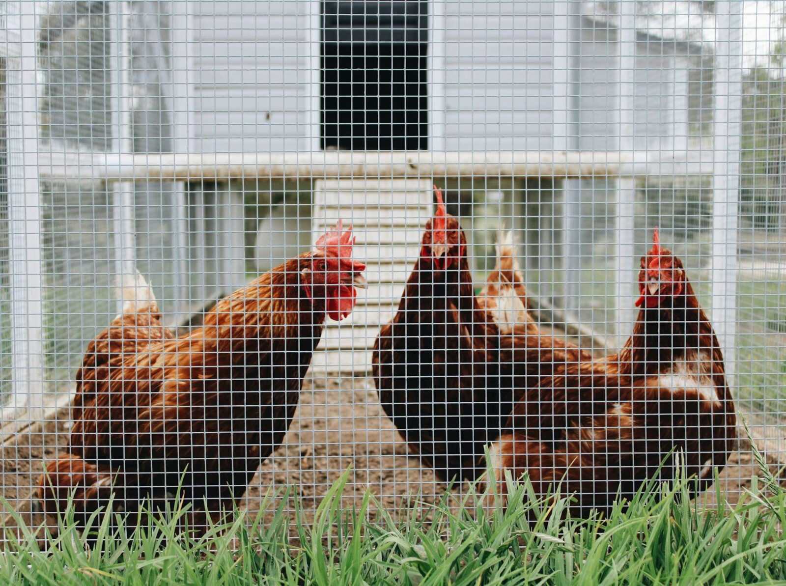 Creating the Perfect Home: How to Build a Chicken Coop