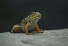 Common Frog Illnesses: Amphibian Health Challenges