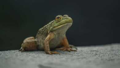 Common Frog Illnesses: Amphibian Health Challenges