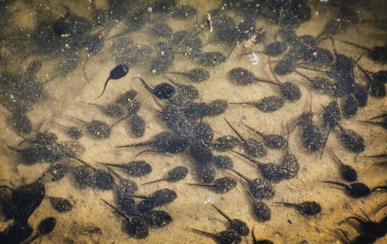 common frog illnesses and treatment setup and tools